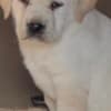 LABRADOR retriever, puppies of champion origin photo 2