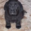LABRADOR retriever, puppies of champion origin photo 3
