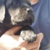 LABRADOR retriever, puppies of champion origin photo 4