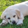 LABRADOR retriever, puppies of champion origin photo 5