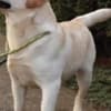LABRADOR retriever, puppies of champion origin photo 6