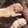 LABRADOR retriever, puppies of champion origin photo 7