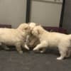 golden retriever puppies available for adoption photo 1