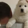 White Swiss Shepherd – Puppies photo 1