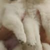 White Swiss Shepherd – Puppies photo 2