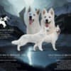 White Swiss Shepherd – Puppies photo 3