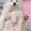 White Swiss Shepherd – Puppies photo 4