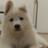 White Swiss Shepherd – Puppies photo 5
