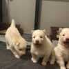 golden retriever puppies photo 4
