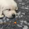 playful golden retriever puppies photo 1