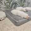 playful golden retriever puppies photo 2