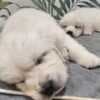 playful golden retriever puppies photo 3