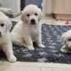 playful golden retriever puppies photo 4