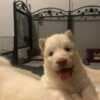 healthy golden retriever puppies photo 1