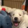 healthy golden retriever puppies photo 2