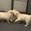 healthy golden retriever puppies photo 3
