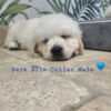 golden retriever puppies near me photo 1