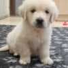 golden retriever puppies near me photo 6