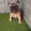 French bulldog photo 1