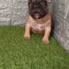 French bulldog photo 2