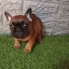 French bulldog photo 4