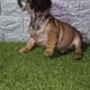 French bulldog photo 5
