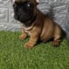 French bulldog photo 6