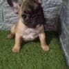French bulldog photo 7
