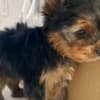 Healthy Yorkie puppies photo 1