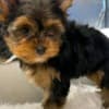 Healthy Yorkie puppies photo 2