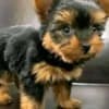 Healthy Yorkie puppies photo 3