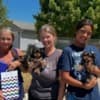 Healthy Yorkie puppies photo 4