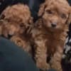 Red toy poodle photo 1