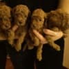 Red toy poodle photo 2