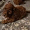 Red toy poodle photo 3