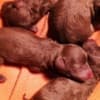 Red toy poodle photo 4