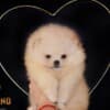 Pomeranian Spitz puppies photo 1