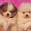 Pomeranian Spitz puppies photo 4