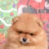 Pomeranian Spitz puppies photo 5