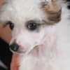Chinese Crested Puppies photo 1