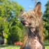 Chinese Crested Puppies photo 3