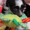 Chinese Crested Puppies photo 4