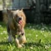 Chinese Crested Puppies photo 5