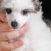 Chinese Crested Puppies photo 6