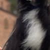 Chinese Crested Puppies photo 8