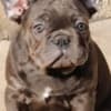 French bulldog, exotic puppies photo 1