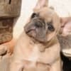 French bulldog, exotic puppies photo 2