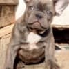 French bulldog, exotic puppies photo 3