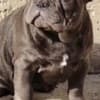 French bulldog, exotic puppies photo 4