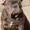 French bulldog, exotic puppies photo 5